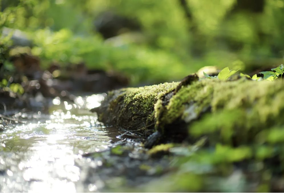 Sunlit stream flowing past a moss-covered log in a green forest